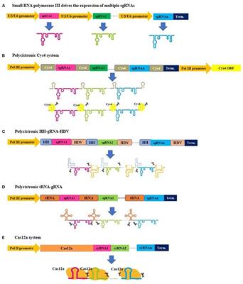 Multiplex Genome-Editing Technologies for Revolutionizing Plant Biology and Crop Improvement